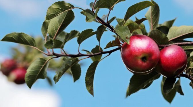 Äpfel blühen zur gleichen Zeit, reifen jedoch unterschiedlich lang – Geburtsberichte mit ET+19 und ET+21